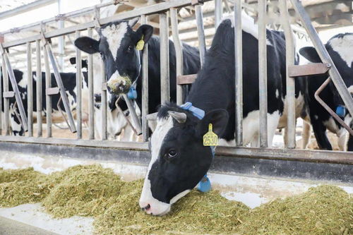 青島，雀巢為你傾倒——液體壁紙的藝術與生活